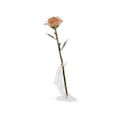 Timeless Rose (Light Pink)