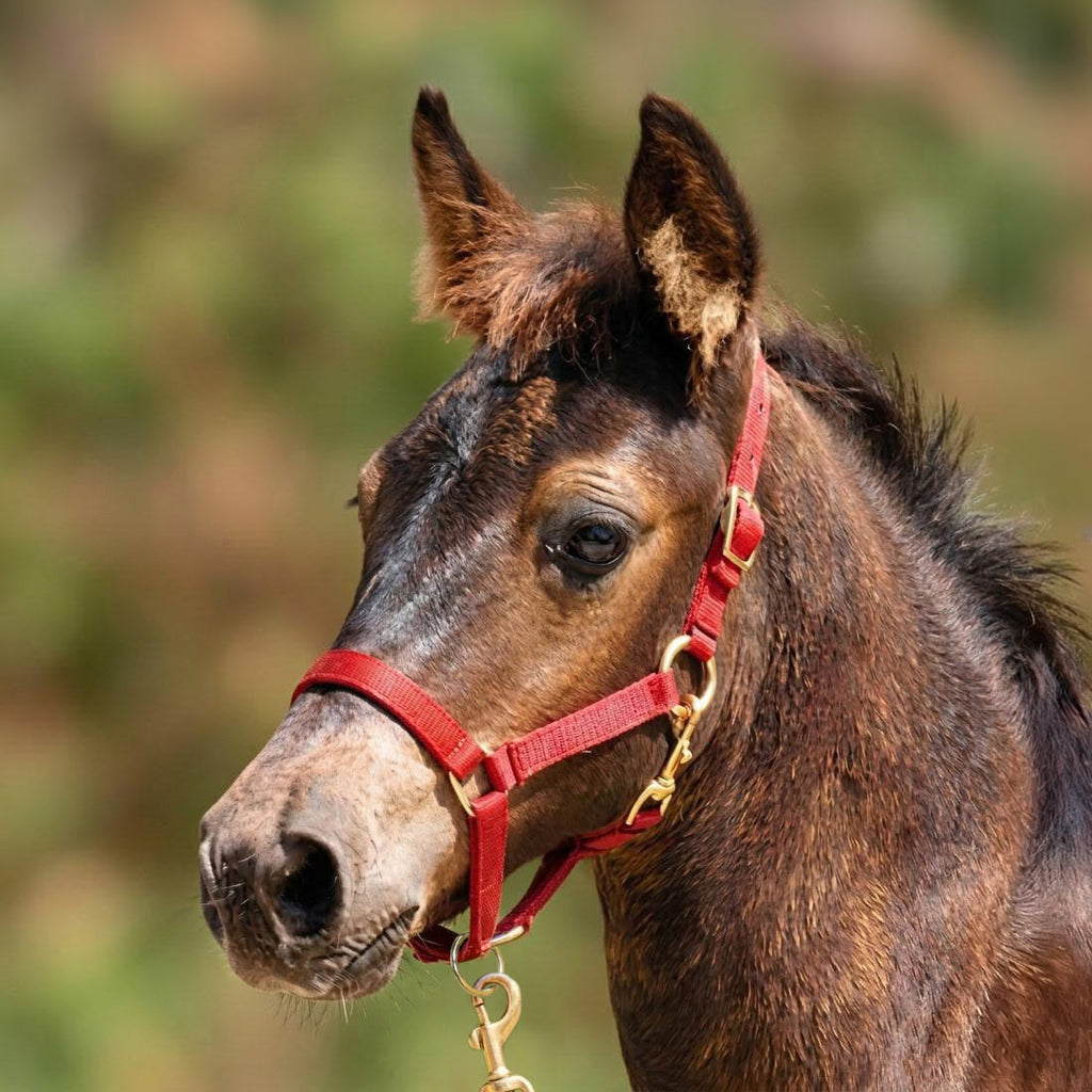 Jeffers Adjustable Nylon Miniature Horse Halter