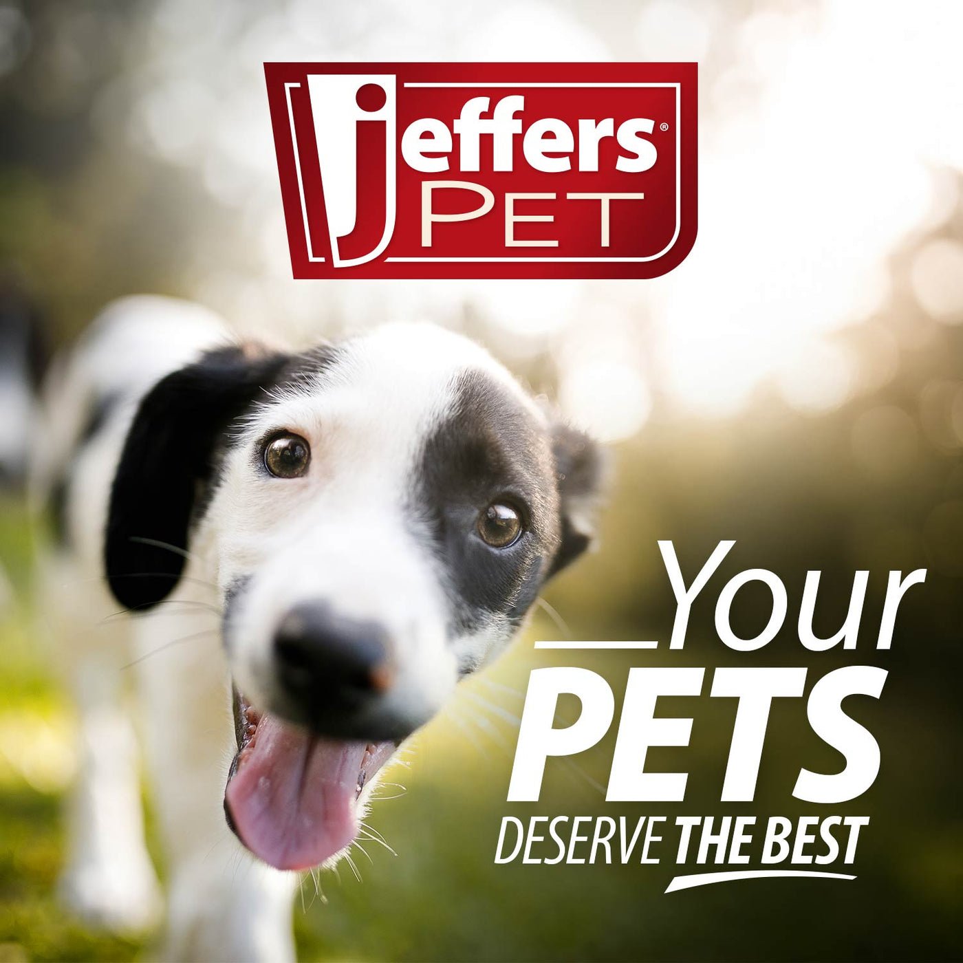 Jeffers Flat Leather Dog Leash with Hand Strap Handle, 6 Feet Long